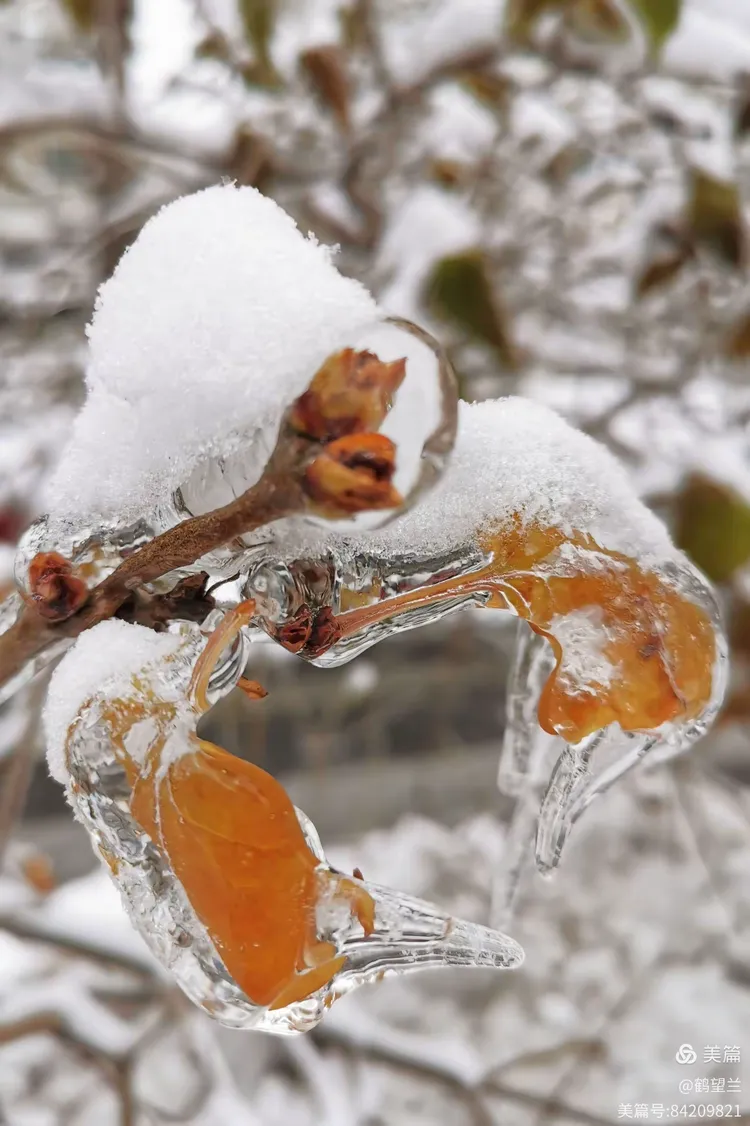 雪雨冰梦